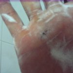 (사진有) 전 모기를 비누로 잡습니다. 방법입니다.