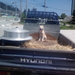 <b>씁쓸</b>한 ... 흰둥이....