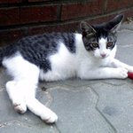 (사진有) 이쁜 길가 고양이때문에.. 초딩에게 바보취급-_-