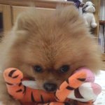강아지가 없어졌어요ㅠ