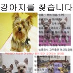 영등포구 신길4동 집나간 우리 요크셔아가들을 찾아주세요..