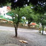 (사진有)다리를 벌리고 자는 우리집 개.............