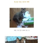 우리<b>집</b> 고양이가 너무 건방져요 ㅠㅜ(<b>사진</b>유)