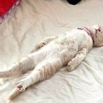 <b>아오</b> 점심먹으니깐 왜 이렇게 졸리냐고