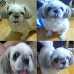 저희 강아지좀 찾아주세요,(경기<b>군포</b>산본노루목고개부근)