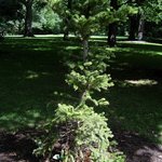 故 김대중 전 대통령께서 <b>생전</b>에 캐나다에 손수 심으셨던 나무입니다...