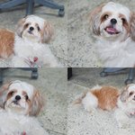 ★강아지 주인을 찾습니다.★