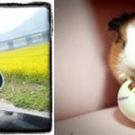 (사진有)휴가기간 충격적인 <b>동물</b>학대를 두번이나봤어요.