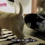 권지용 여자 나체의상 이어 공민지도 19금 의상;