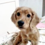 강아지 미용 집에서도 할 수 있어요!