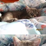 아기냥이 <b>분양</b> 받으실분 찾습니다.