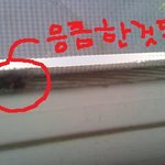 (사진有)파리가..요론상큼한짓을