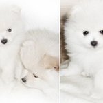 (사진有) 강아지가 너무 미워요 ㅠ_ㅠ