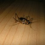 곱등이 <b>퇴치</b>법좀 알려주세요 ㅜㅠ[사진有]