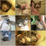 [사진有]집나간 아기고양이가 11일만에 스스로 돌아왔어요!