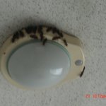 [사진有]저희집<b>복도</b>에 말벌이 너무많아요..어떠해요