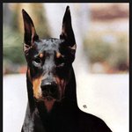 ♥§ ˚ ♧ 좋은 남자 : 도베르만 ♧ ˚ §♥