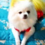 강아지를 찾아요(광주)
