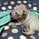 권지용보다 인기 많은 귀여운 <b>가호</b> ㅎㅎ