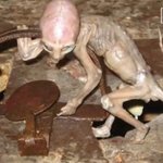 아기외계인? 조작?