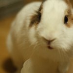 [사진有] <b>이세상</b>에서가장예쁜토끼 1110일째의 일기 ♥