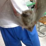 학교에<b>박쥐</b>가 나타났어요!!!!!!!!!!1 사진-有