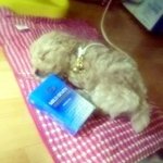 우리집 최고악동 <b>푸딩</b>을 소개합니다^^