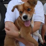 동물농장 학대견 <b>누렁</b>이 도와주세요 ..