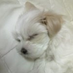 [사진有]톡강소[저희집강아지를소개해요> <] 간지도도남 <b>심바</b>랍니당