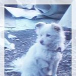 우리 <b>뚱땡</b>이 후임을 구합니다.