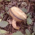 북한산에서 <b>버섯</b>캤는데.....