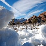 꽃이 피는 신비로운 <b>사막</b>(high desert)