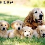 이 많은 강아지 중 어떤 <b>종류</b> 키우고 싶으세요?