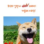 최고의 <b>감탄</b>사! 개올래 시리즈!
