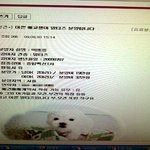 사기강아지 <b>분양</b>받으려 송금했더니 연락두절?!!!