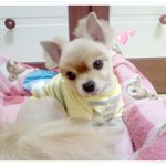 <b>토비</b> 러블리.....