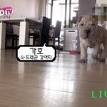 스타만큼 인기많은 스타들의 <b>애견</b>들