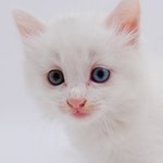 <b>애완</b>동물 키우시는 분들.. 꼭 좀 봐주세요