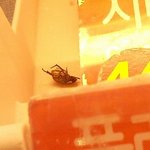 던킨 살아있는 바퀴벌레!!!!!!!!