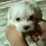 [사진有] "울강소" 울<b>집</b> 귀염둥이 막내를 소개합<b>니</b>닷!^^