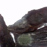 <b>샘표</b>육포에서 곰팡이