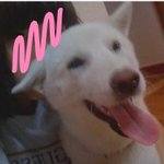 (부산)강아지를 찾습니다