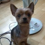 강아지를 찾습니다!! ㅠㅠ 사진 有