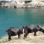 헐 <b>염소</b>머리가....?