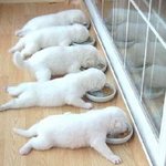 <b>동물</b>들 순간포착, 느낌이 살아있어!