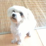 대전) 강아지잃어버렸습니다..ㅜㅜ제발봐주세요.