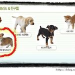 이강아지 <b>종류</b> 아는분?