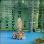 낙지가 서 있다? ㅋㅋ(사진 有)