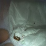 하기스 선물대잔치..벌레까지 선물로 주는 센스...어이없는 <b>변명</b>