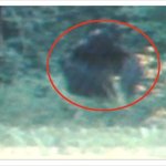 유인원 출현 괴물 생명체 미국가정집에 <b>빅풋</b>추정 황당